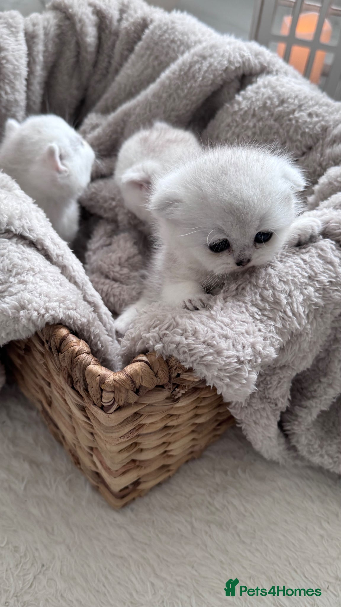 Scottish Fold cats for sale: Adorable Friendly Scottish Folds/Straights !! - Advert 8