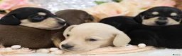 Miniature Dachshund dogs for sale: KC Miniature Dachshund Puppies - Advert 15