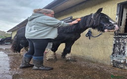 Irish Cob horses for sale: 14,1 Traditional cob mare - Advert 7