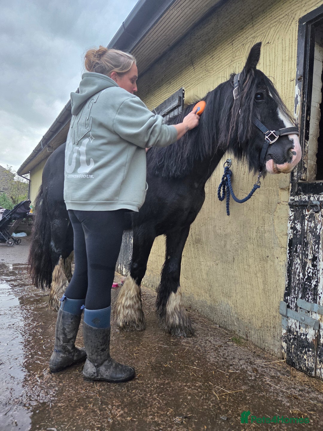 Irish Cob horses for sale: 14,1 Traditional cob mare - Advert 7