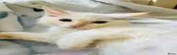 Ragdoll cats for sale: Ragdoll kittens  - Advert 10