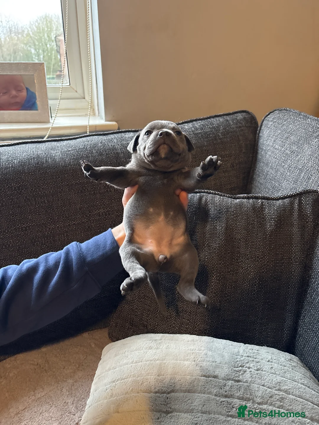 Staffordshire Bull Terrier dogs for sale: Beautiful litter of Staffordshire bull terrier  - Advert 3