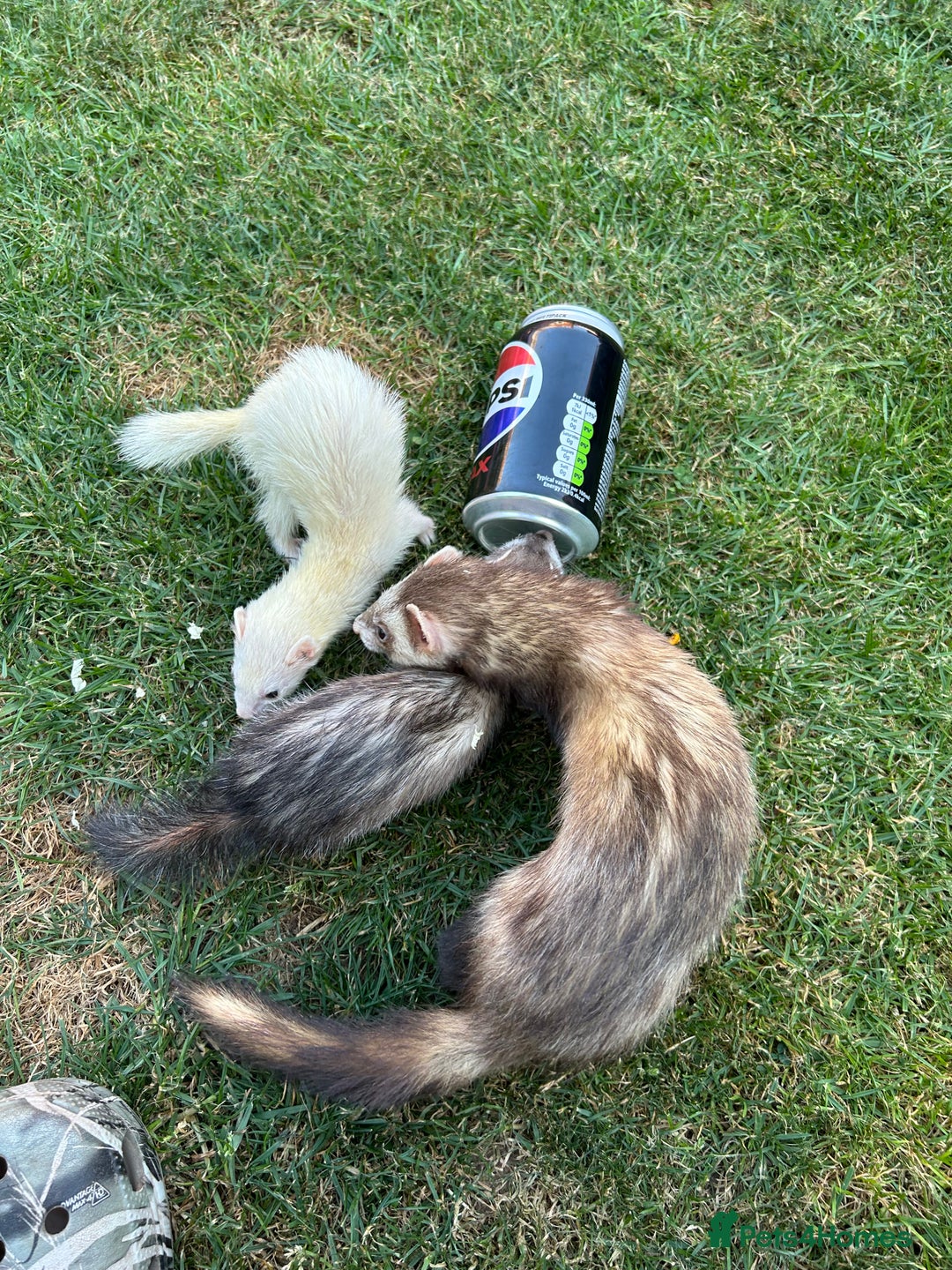 Ferret rodents for sale: Micro Ferrets for sale adult - Image 2