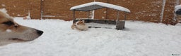 Welsh Corgi Pembroke dogs for sale: Exceptional Corgi Puppies ready now!!! - Advert 10