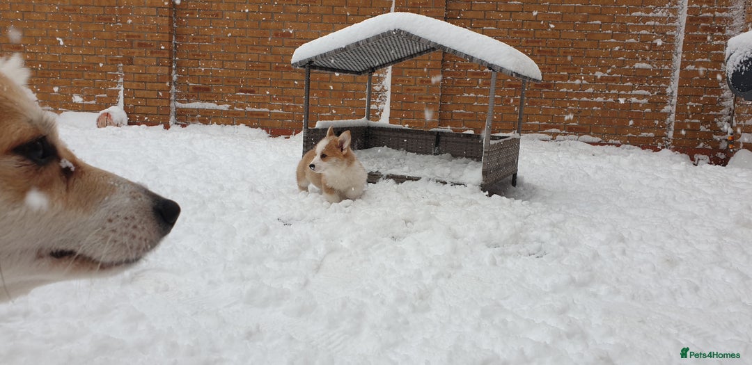 Welsh Corgi Pembroke dogs for sale: Exceptional Corgi Puppies ready now!!! - Advert 10