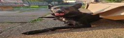 Mixed Breed dogs for sale: rehoming beloved dog - Advert 6