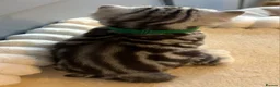 British Shorthair cats for sale: Beautiful bsh kittens  - Advert 34