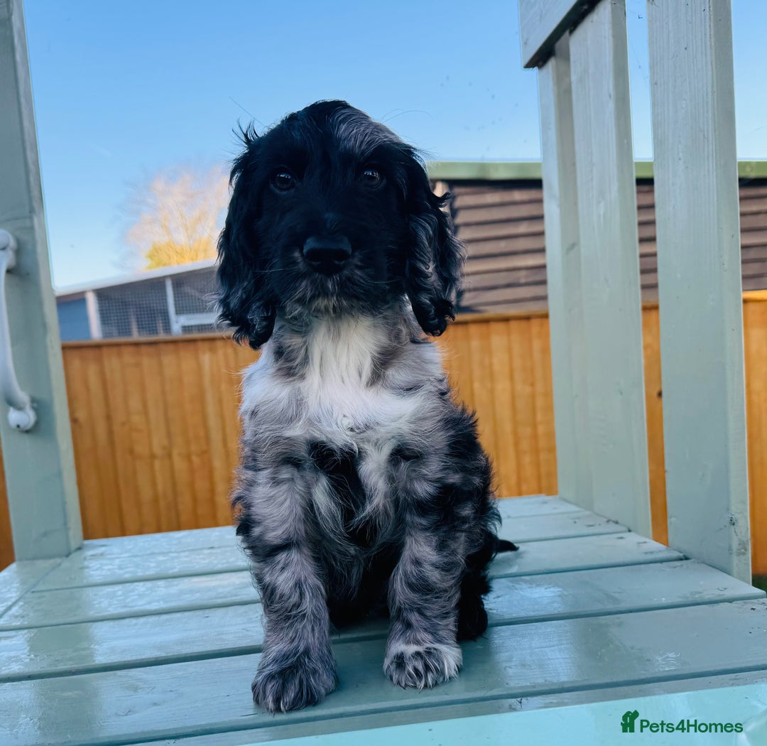 Cockapoo dogs for sale: Cockapoo Babies 🐾🐾🐾 - Advert 13