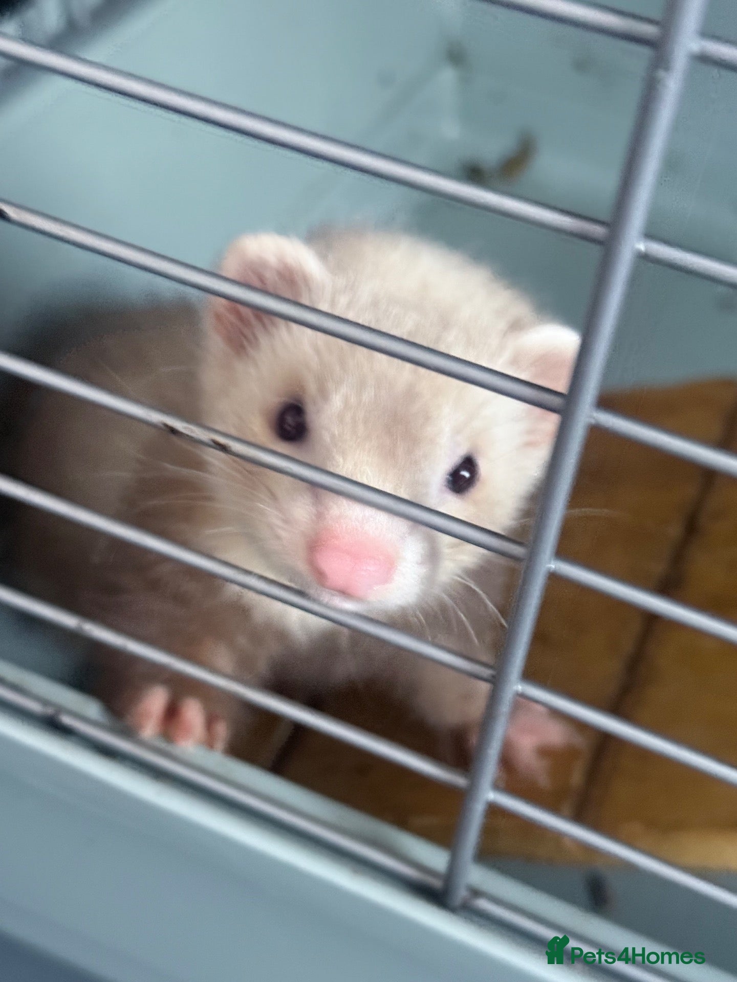 Ferret rodents 8 week baby ferrets - Advert 1