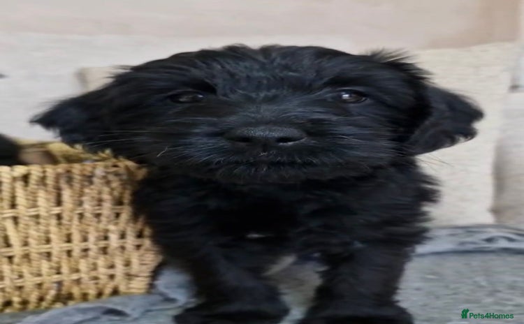 Jackapoo dogs - Advert 1