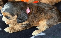 Cockapoo dogs for sale: 7 f1 cockapoo  - Image 3