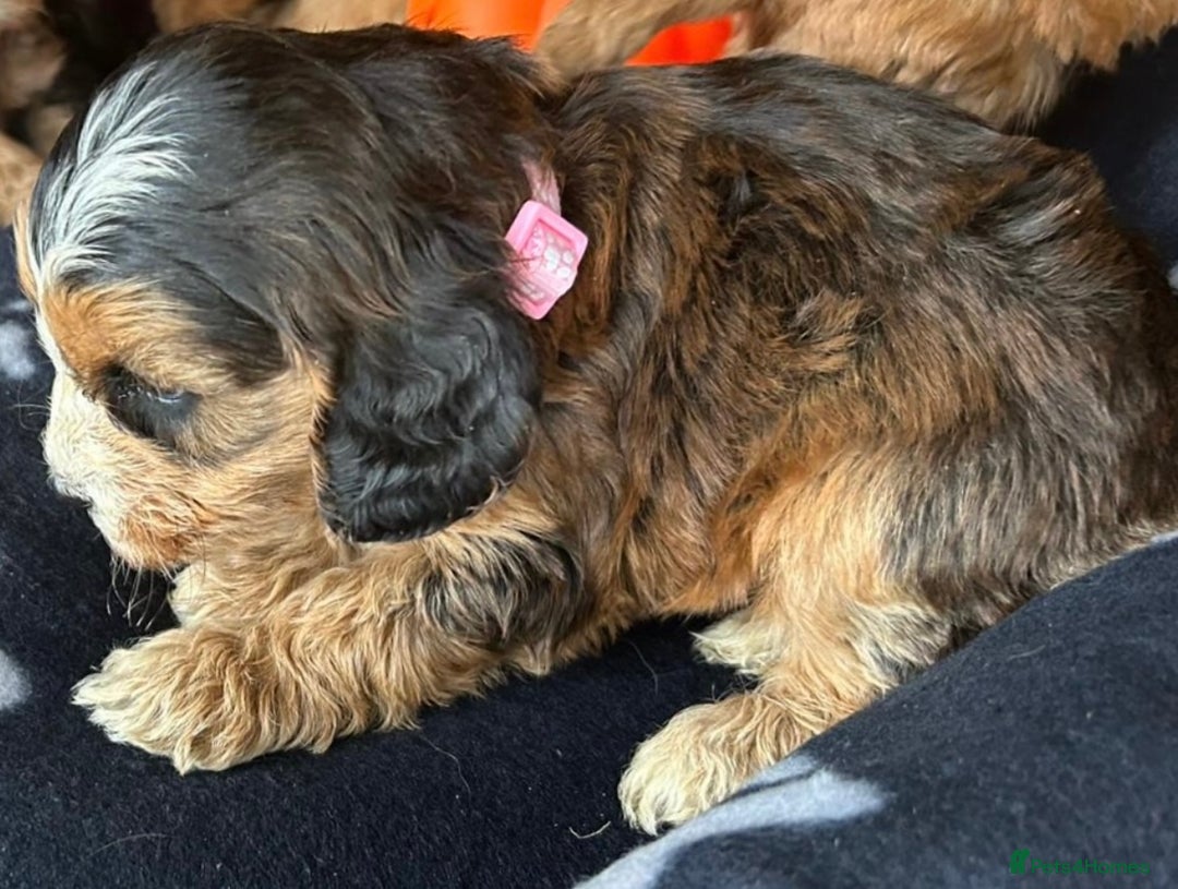 Cockapoo dogs for sale: 7 f1 cockapoo  - Image 3