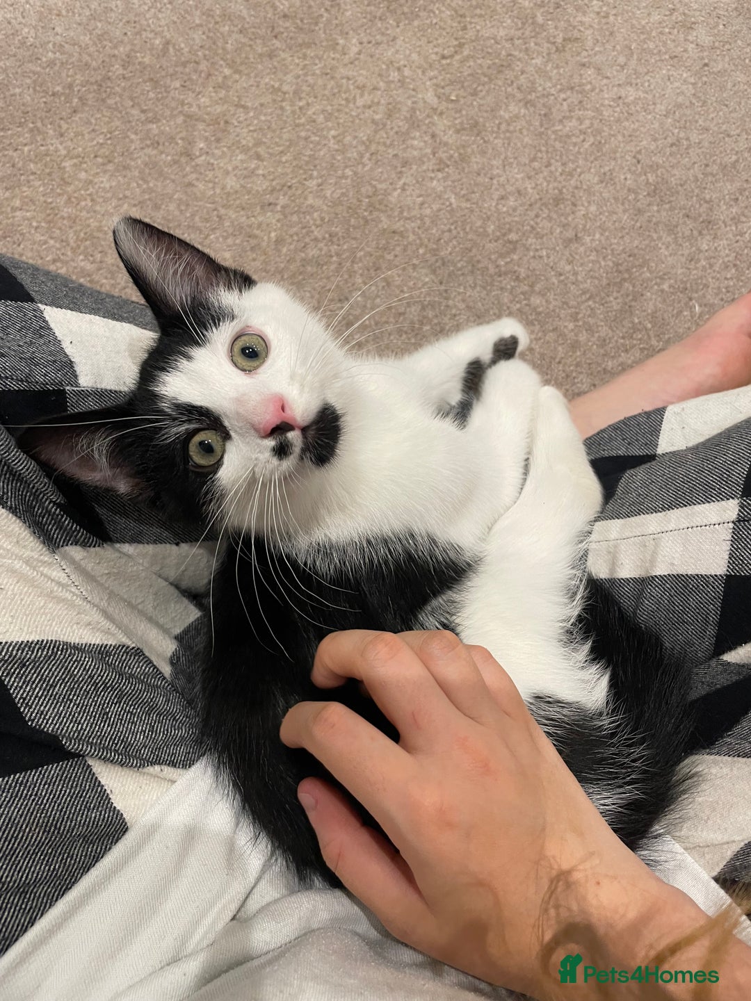 Mixed Breed cats for sale: Ozzy & Oscar - Bonded Brothers 🐾 - Image 3