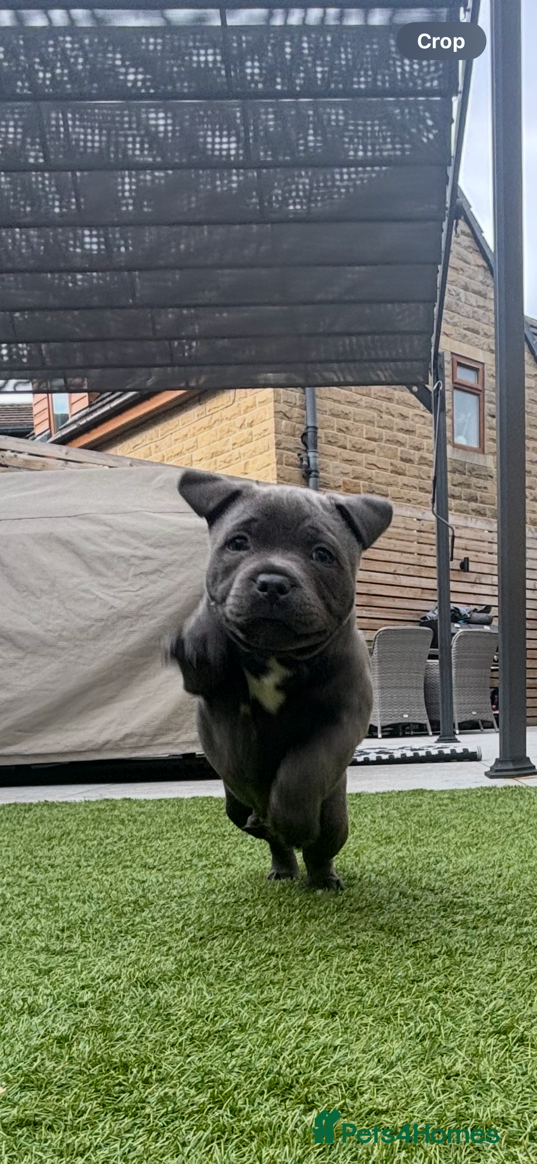 Staffordshire Bull Terrier dogs for sale: 🔷Top quality Pharaon puppy🔷 - Image 13