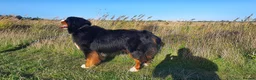 Bernese Mountain Dog dogs for stud: Bernese mountain dog-proven stud in Boston - Advert 2