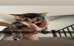Mixed Breed cats for sale: 3 kittens - Image 2