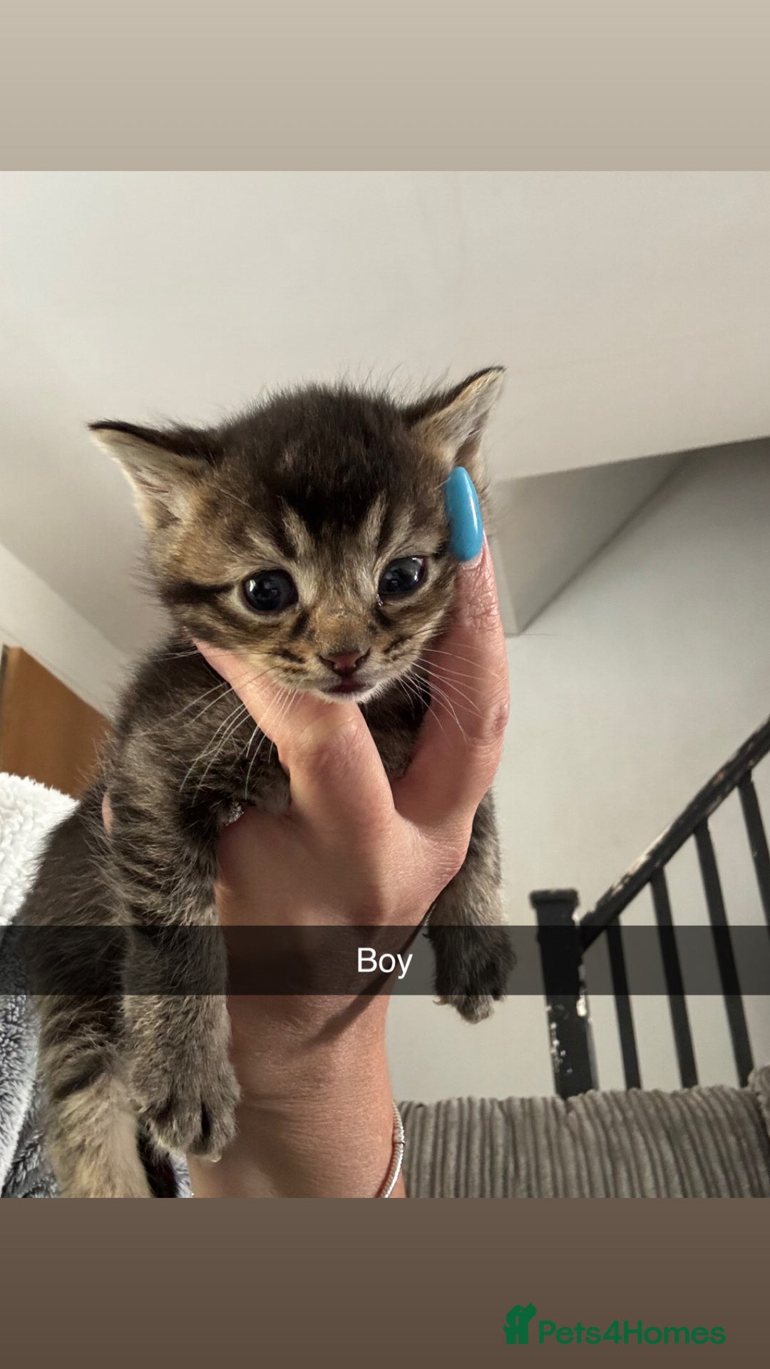 Mixed Breed cats for sale: 3 kittens - Image 2