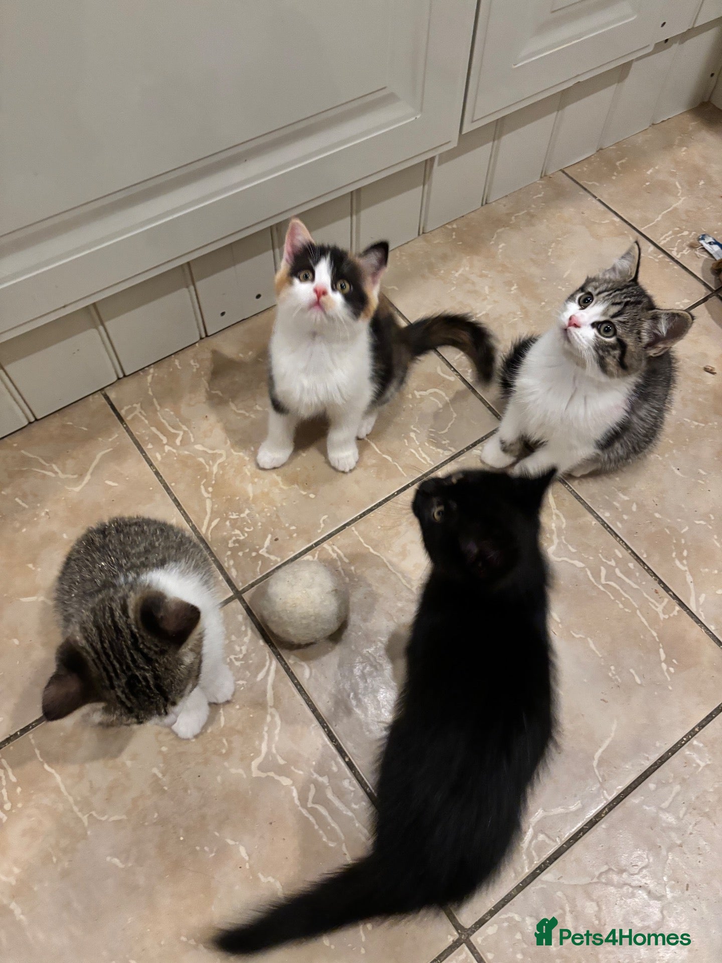 Mixed Breed cats 4 kittens ready for a new home - Advert 3