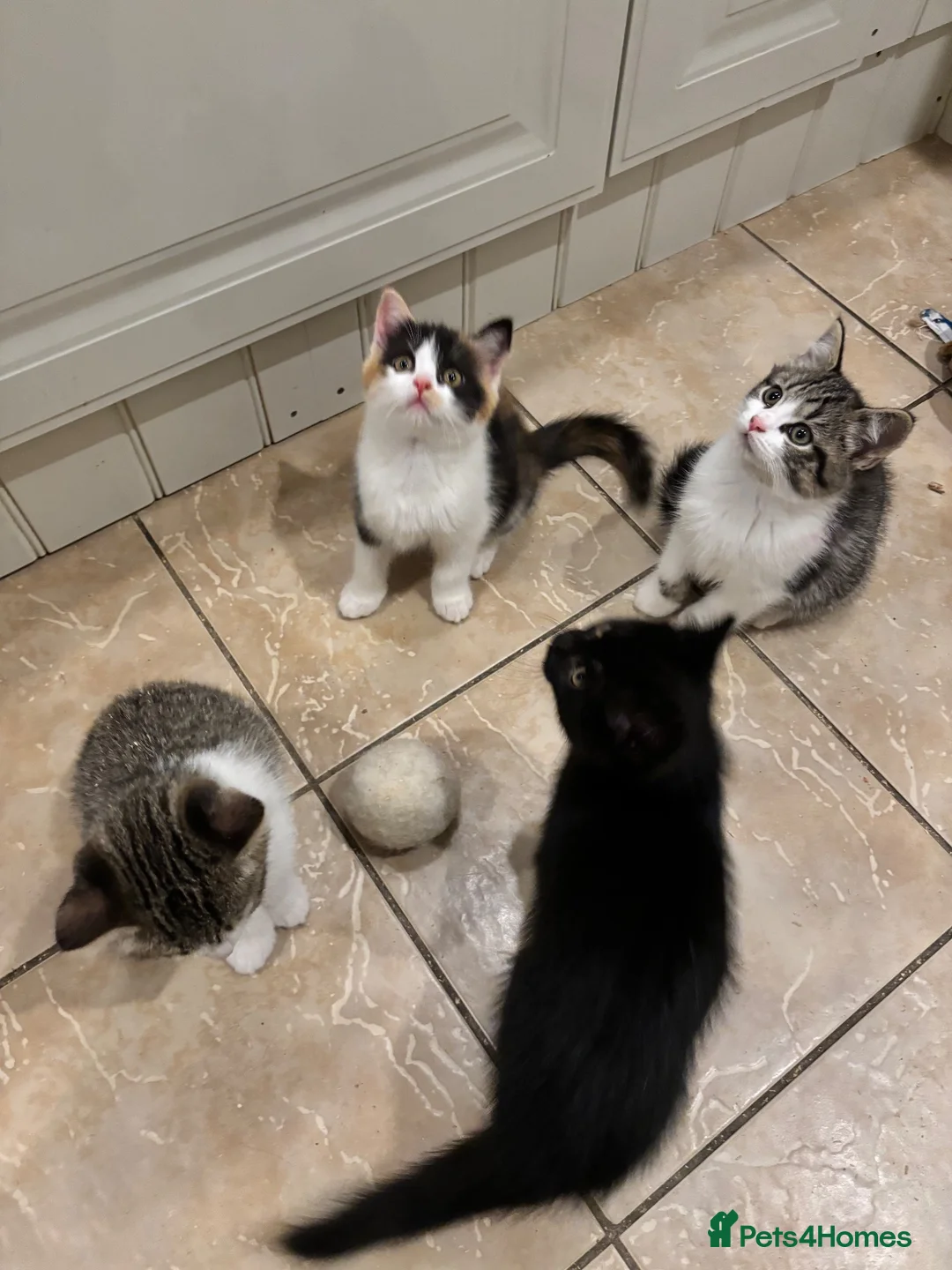 Mixed Breed cats for sale: 4 kittens ready for a new home - Advert 1