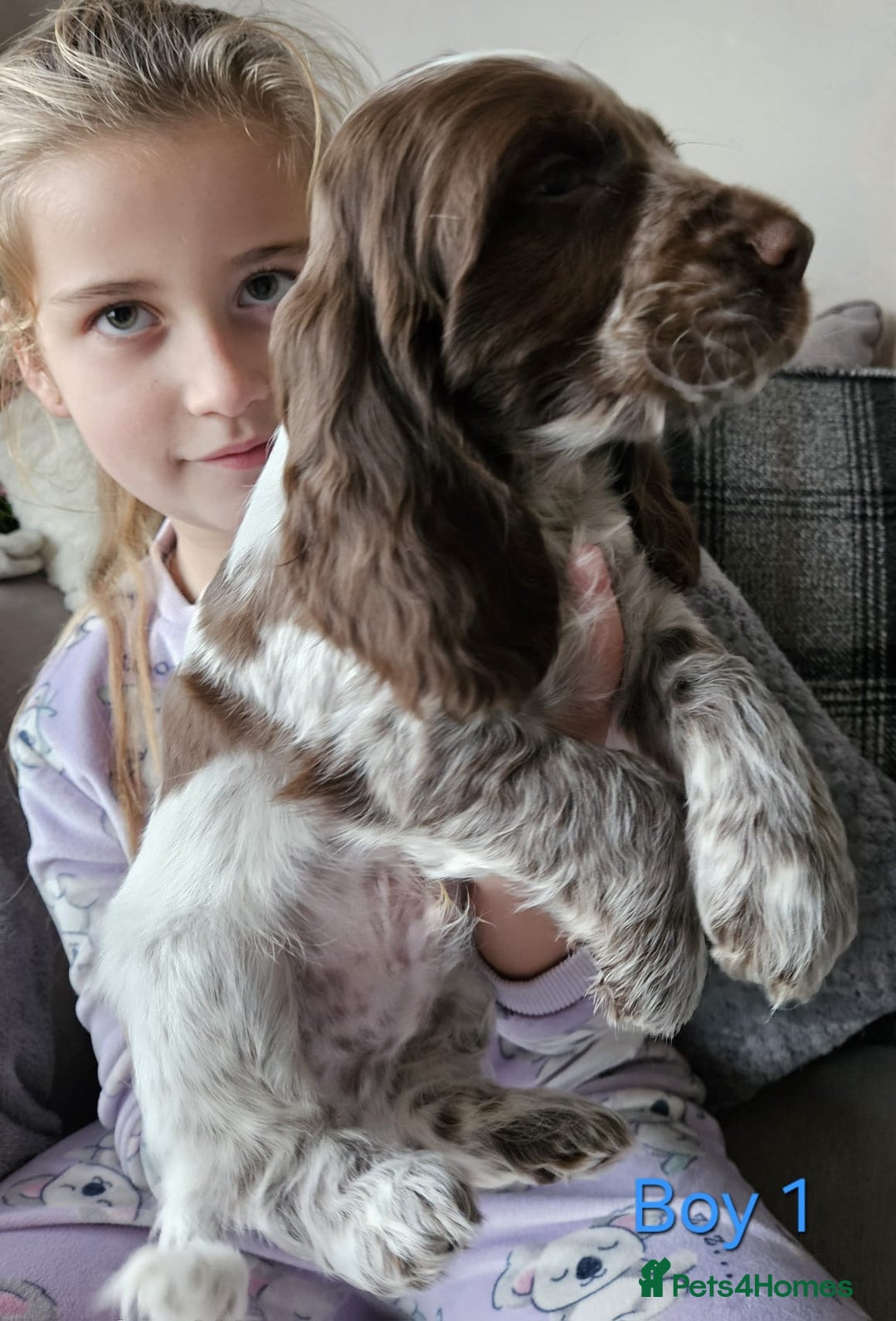 Cocker Spaniel dogs for sale: stunning show cockers - Image 4