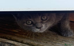 British Shorthair cats for sale: British shorthair kittens  - Image 3