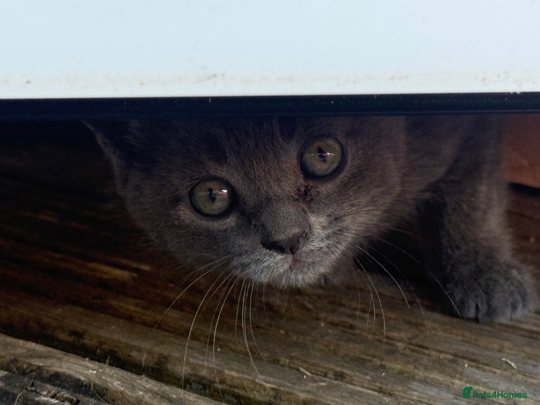 British Shorthair cats for sale: British shorthair kittens  - Image 3
