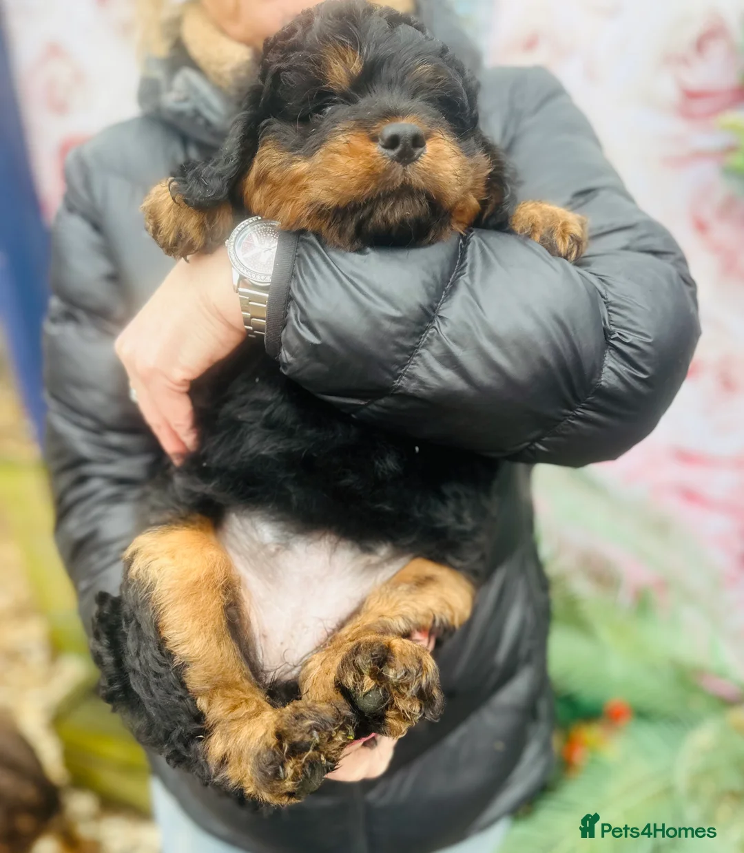 Mixed Breed dogs for sale: Wow real life teddy bears 🧸  - Advert 16
