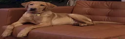 Springador dogs for sale: 1st generation Springador puppies - Advert 11