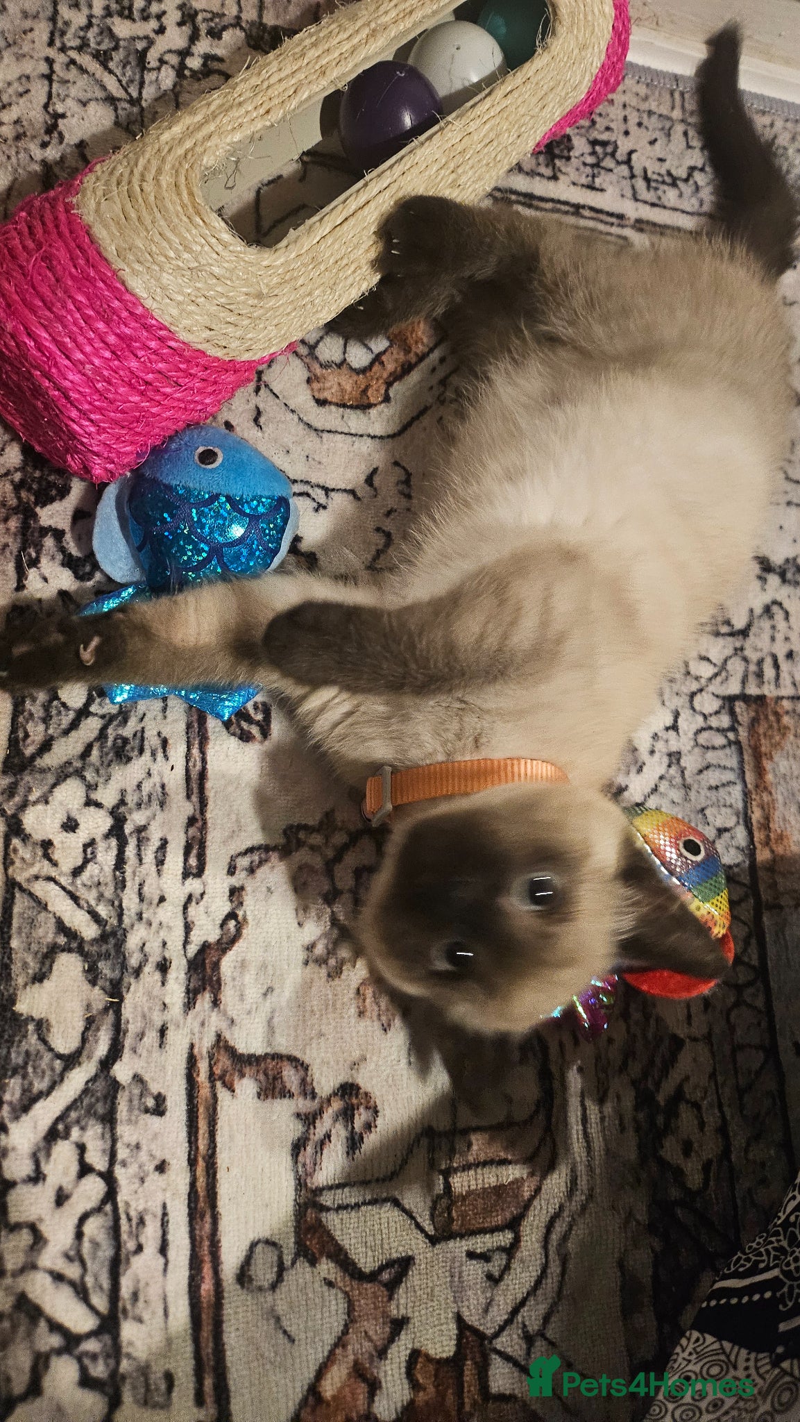 Ragdoll cats Ragdoll - Advert 2