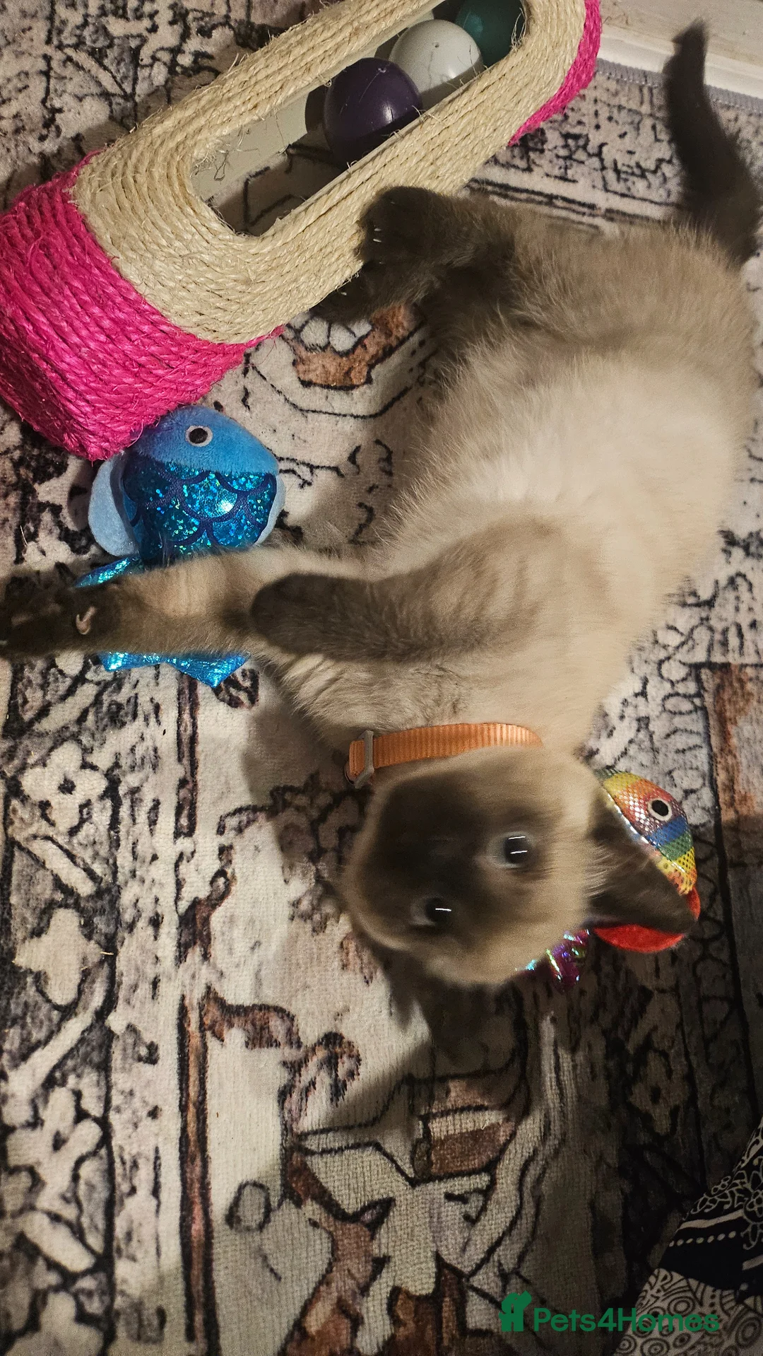 Ragdoll cats for sale: Ragdoll - Advert 1