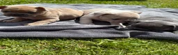French Bulldog dogs for sale: French Bulldog Female ready now - Advert 18