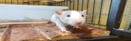 Rat rodents for sale: READY NOW! Updated. Gorgeous fancy dumbo rats - Advert 2