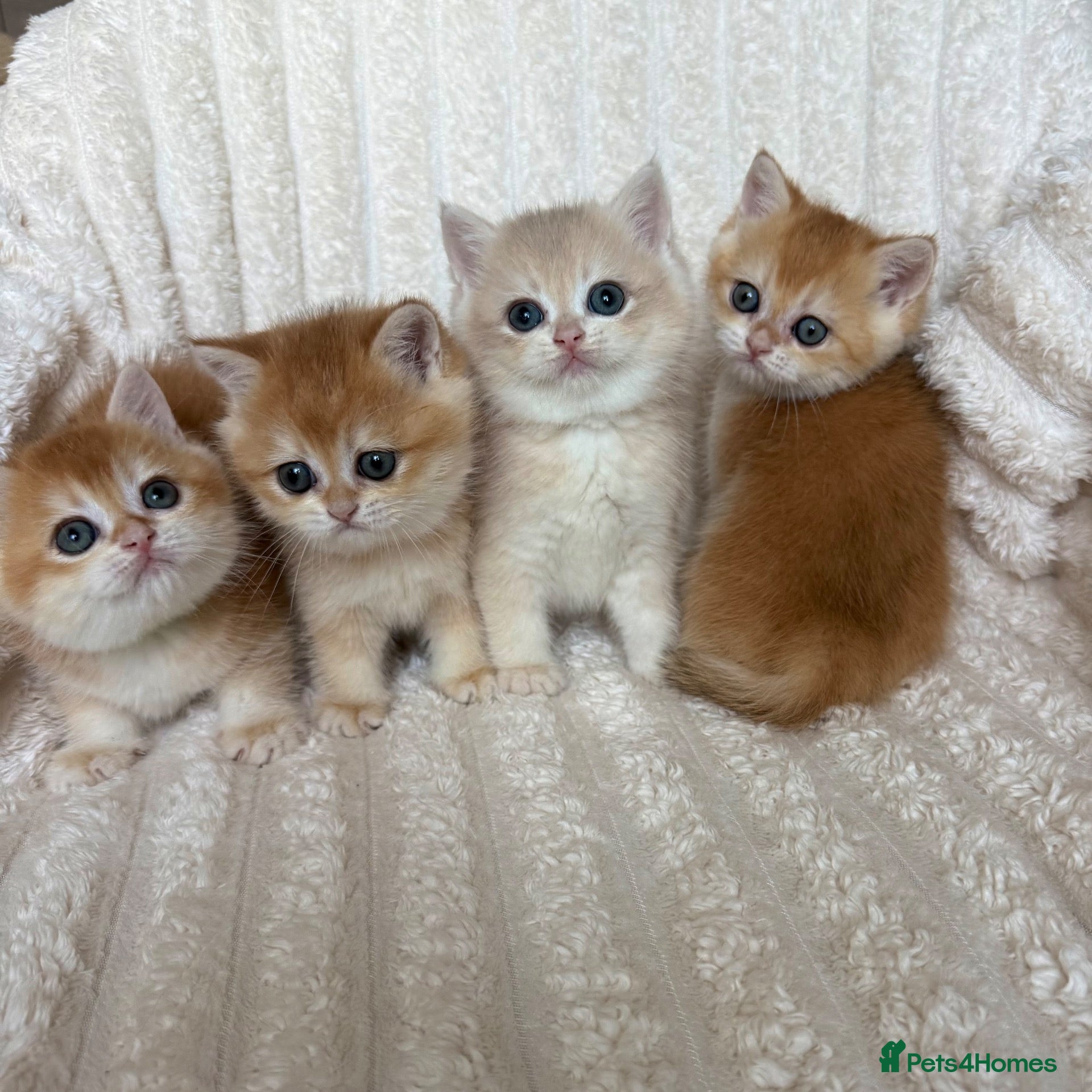 British Shorthair cats 🧡Exceptional golden British shorthairs 🧡 - Advert 1