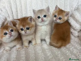British Shorthair cats 🧡Exceptional golden British shorthairs 🧡 - Advert 4