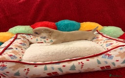 Chihuahua dogs for sale: Tiny apple head chihuahuas - Image 35