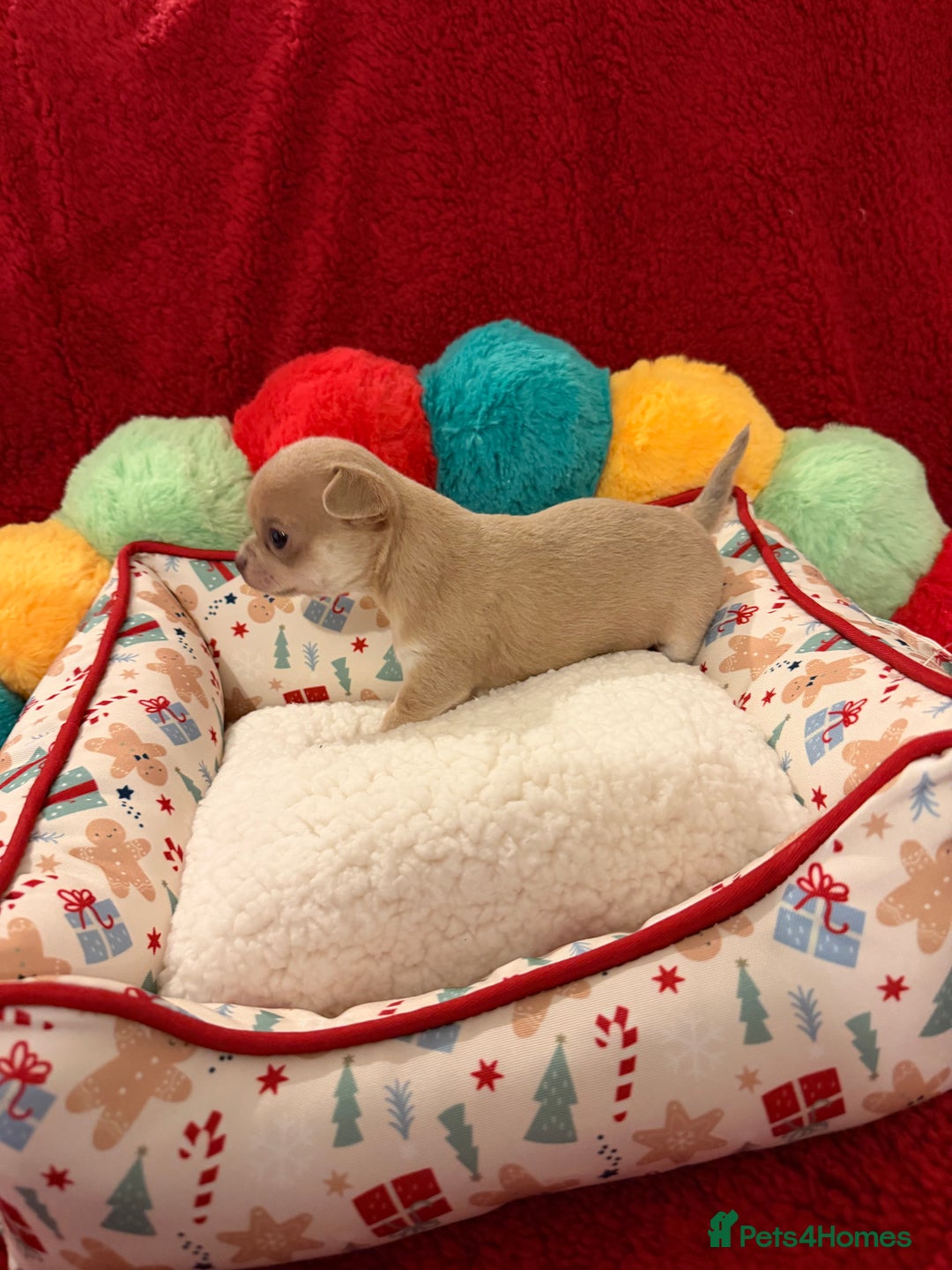 Chihuahua dogs for sale: Tiny apple head chihuahuas - Image 35