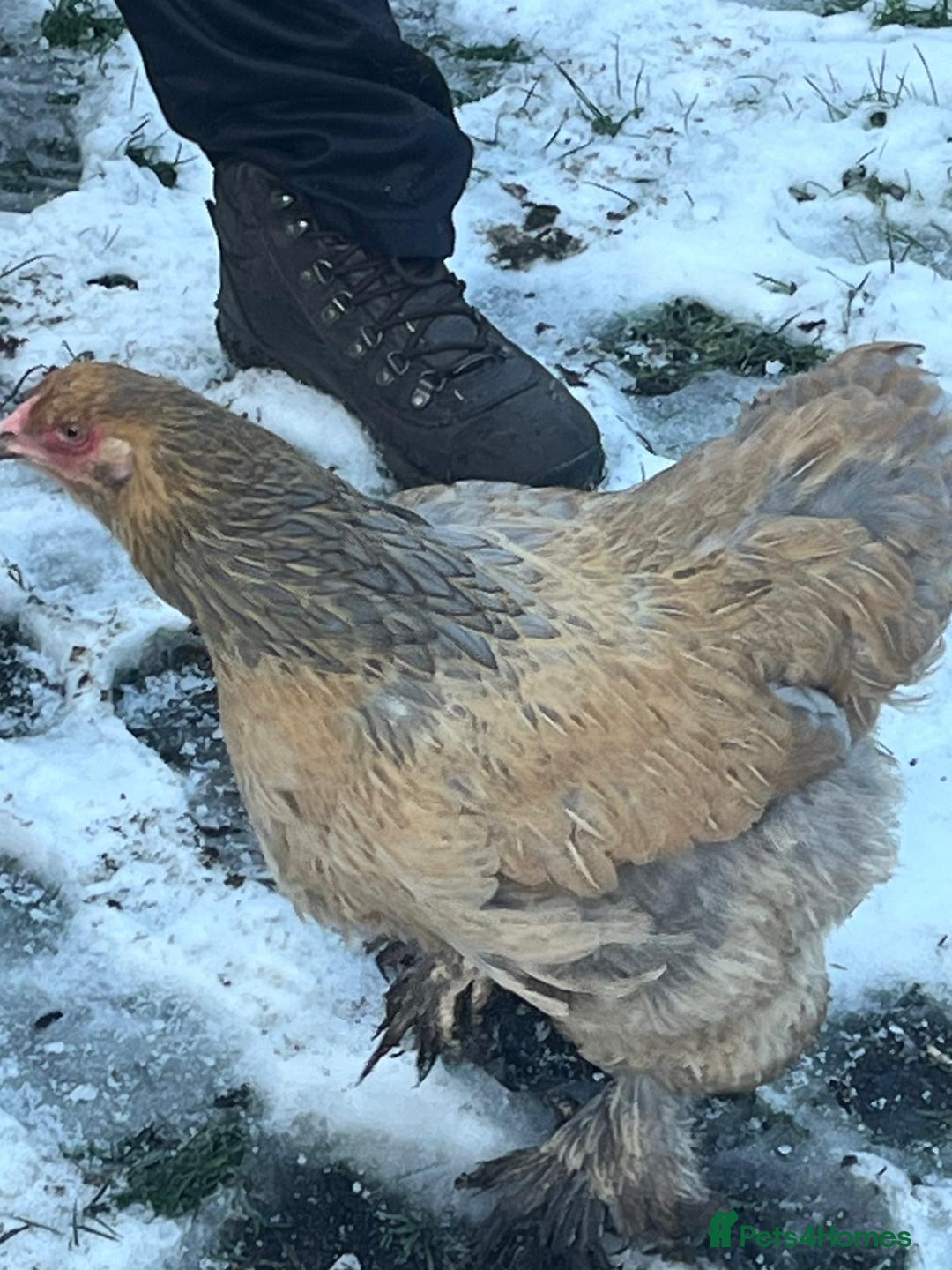 Chickens poultry for sale: Brahma hens mixed colours  - Advert 1