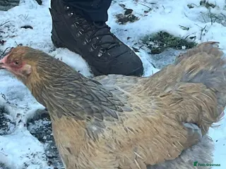 Chickens poultry Brahma hens mixed colours - Advert 16