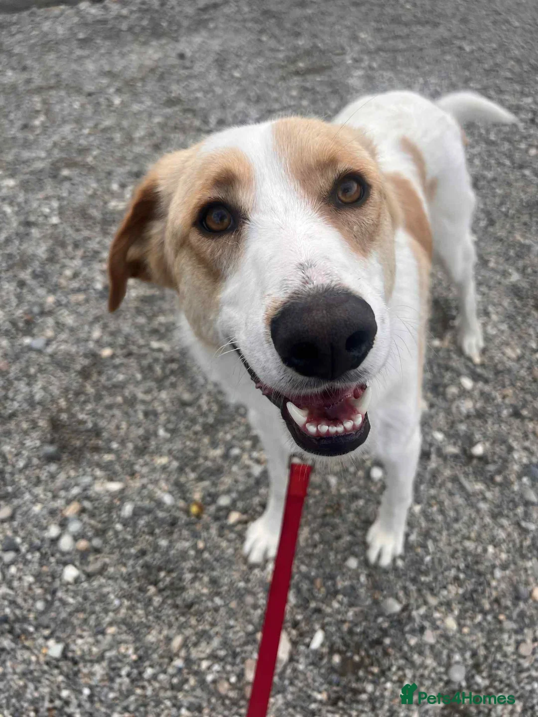 Mixed Breed dogs for adoption: 💙 Asher is Looking for love 🩵 🐾 - Advert 2