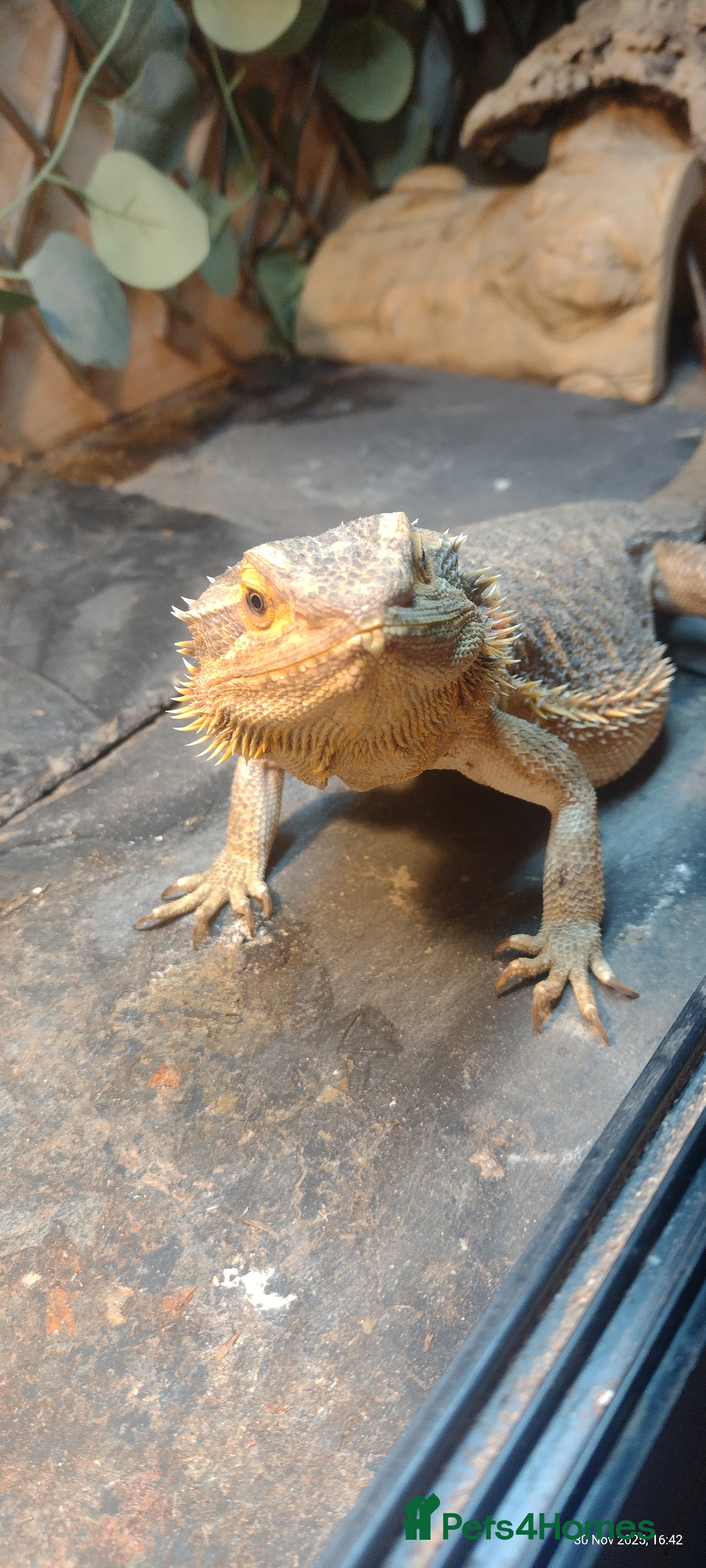 Bearded Dragon reptiles Bearded dragon with 6ft viv - Advert 17