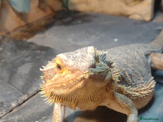 Bearded Dragon reptiles Bearded dragon with 6ft viv - Advert 1