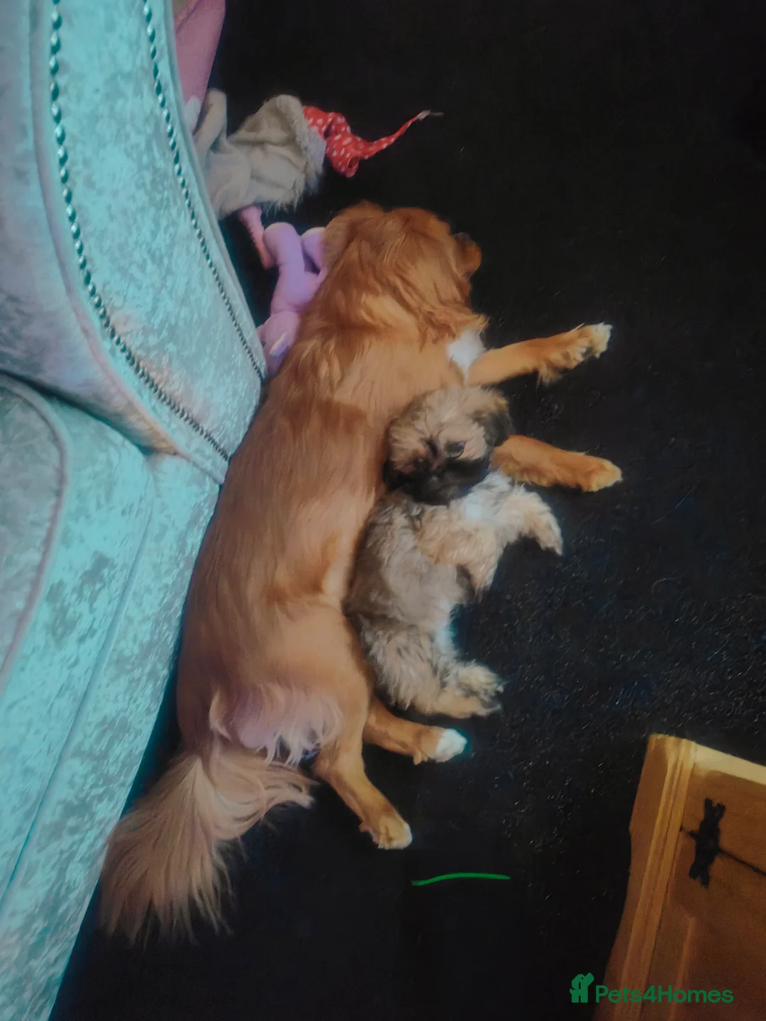 Gallery Image {{count}}