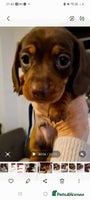 Miniature Dachshund dogs Kc pedigree miniature smooth coat daschunds - Advert 3