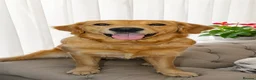 Golden Retriever dogs for sale: 8 gorgeous Golden Retriever puppies  - Advert 5