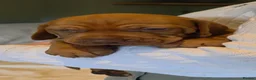 Hungarian Vizsla dogs for sale: Stunning KC Registered Hungarian Vizslas - Advert 16