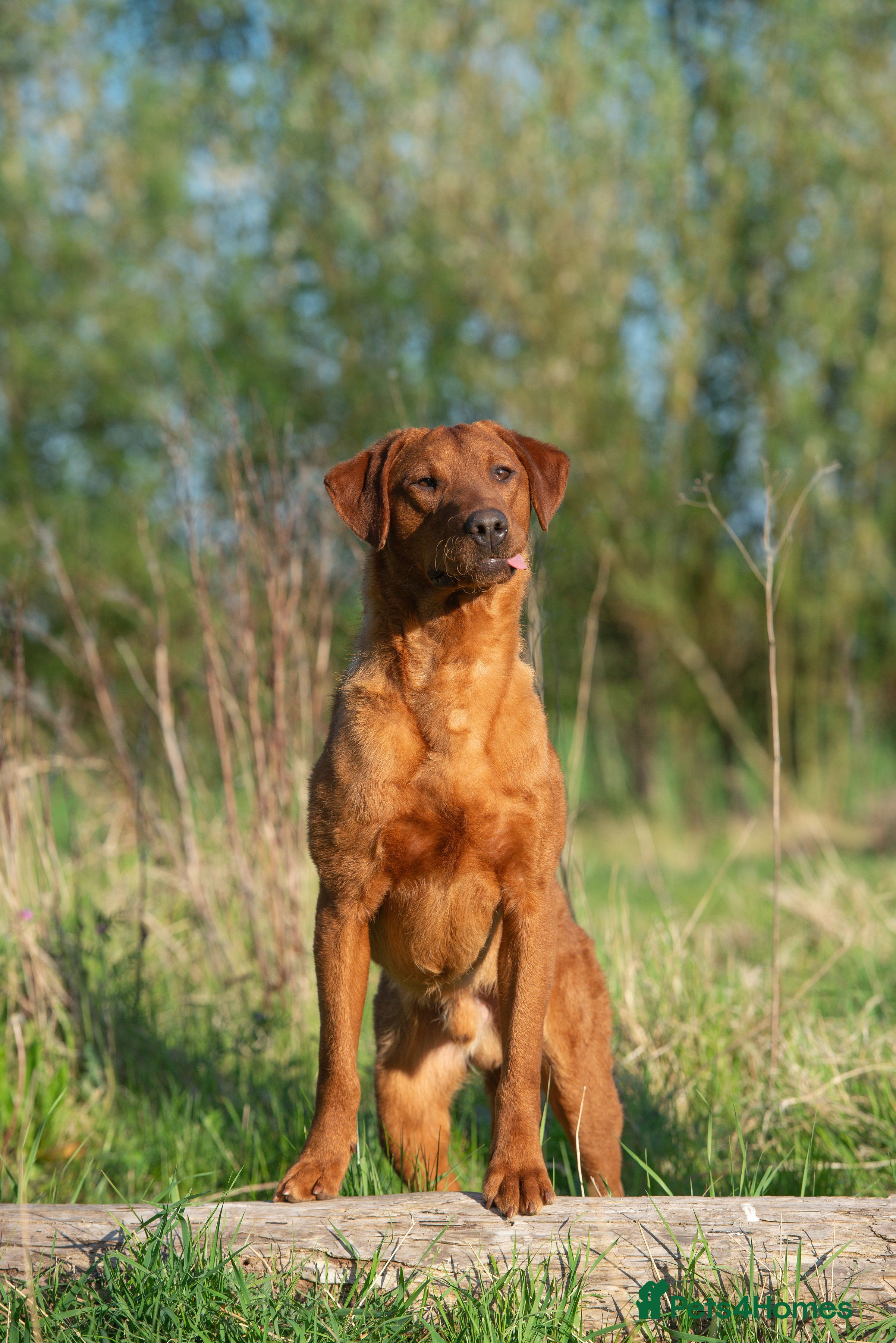 Labrador Retriever dogs FULLY HEALTH TESTED DARK RED STUD - Advert 17