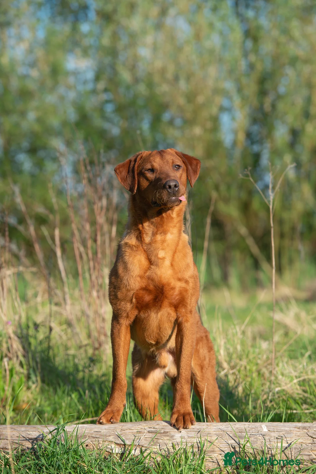 Labrador Retriever dogs for stud: FULLY HEALTH TESTED DARK RED STUD in Tadcaster - Advert 5