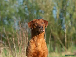 Labrador Retriever dogs FULLY HEALTH TESTED DARK RED STUD - Advert 17
