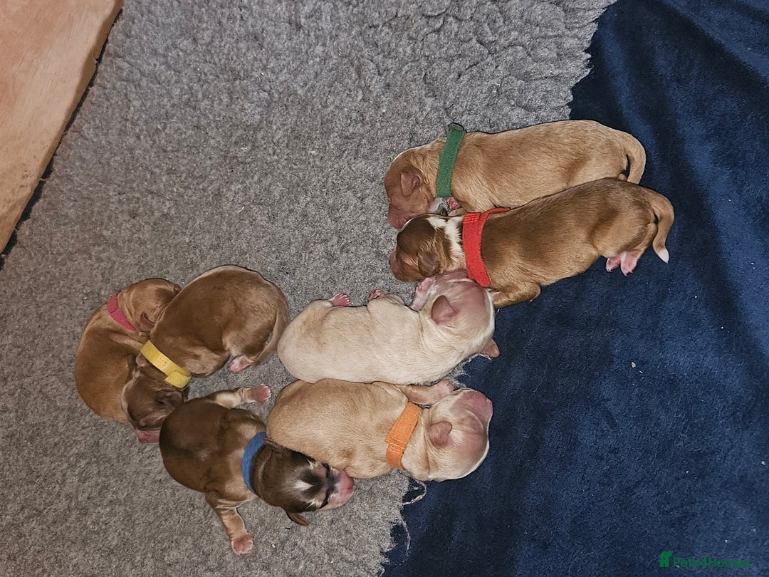 Cockapoo dogs for sale: F2 cockapoos - Image 4