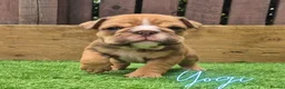 English Bulldog dogs for sale: Exceptional KC Registered British Bulldog Puppies - Advert 9